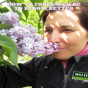 How to Force a Lilac to Bloom Better