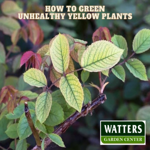 How To Green Unhealthy Yellow Plants