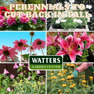 Perennials to Cut Back in Fall