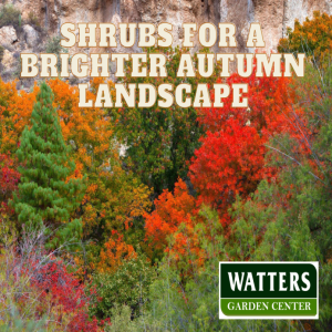 Shrubs for a Brighter Autumn Landscape