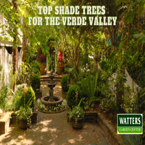 🌳 Top Shade Trees for the Verde Valley 🌳