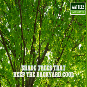 🌳Shade Trees that Keep the Backyard Cool 🌳