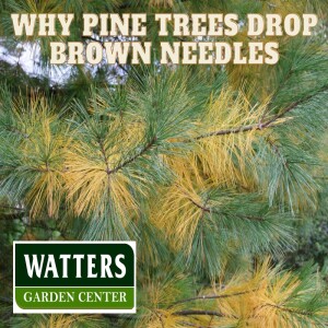 Why Pine Trees Drop Brown Needles