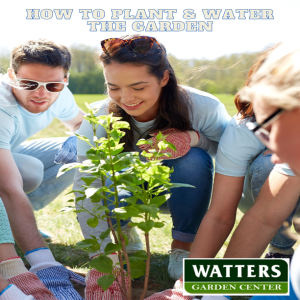 How to Plant & Water the Garden