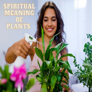 Spiritual Meaning of Houseplants