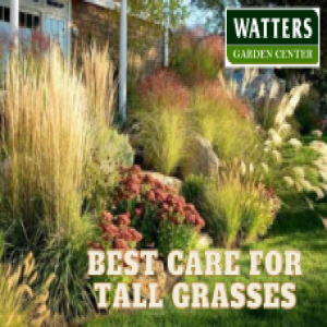 Best Care for Tall Grasses