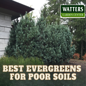 Best Evergreens for Poor Soils