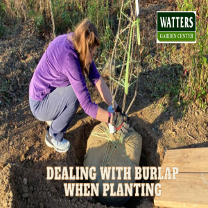 Dealing with Burlap when Planting