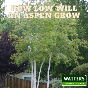 How Low will Aspen Grow?