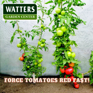 How to make Tomatoes Turn Red Faster