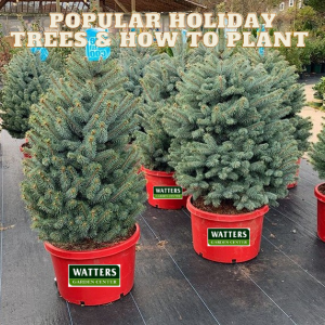 🎄What the Most Popular Holiday Trees and How to Plant them🎄