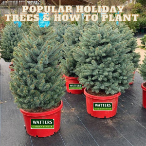 Popular Holiday Trees & How to Plant