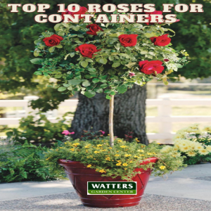 Top 10 Roses for Containers
