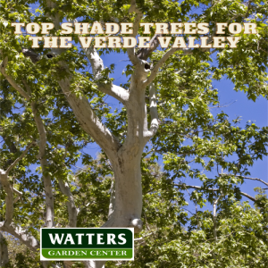 Top Shade Trees for the Verde Valley