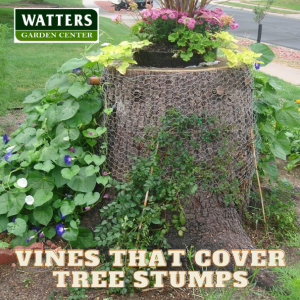 Top Vines that Cover Tree Stumps in the Yard
