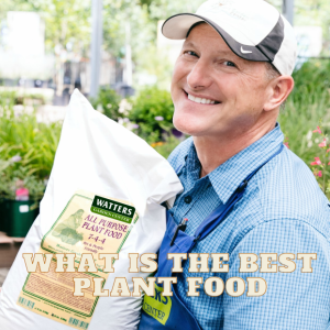 What is the Best Plant Food?