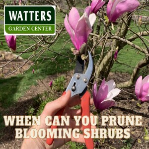 When Can You Prune Blooming Shrubs?