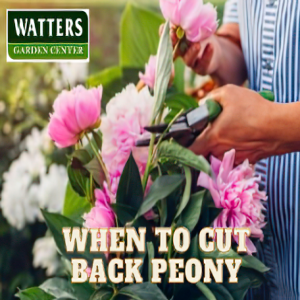 When to Cut Back Peony
