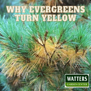 Why Evergreens Turn Yellow