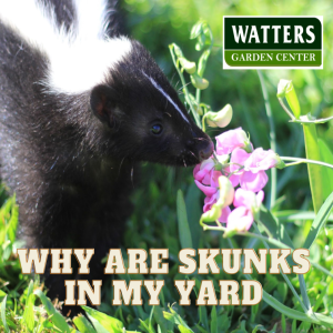 Why are Skunks in my Yard?