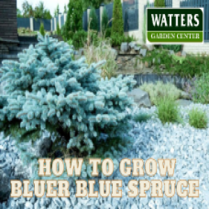 Insider Tips To Bluer Blue Spruce and Silver Conifers