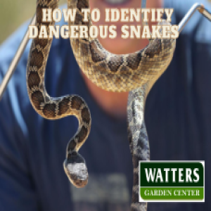 How to Identify Dangerous Snakes in the Garden