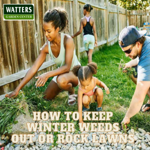 🌿How to Keep Winter Weeds out of Rock Lawns🌿