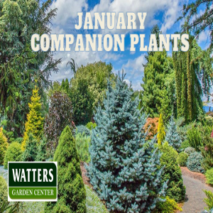 January Companion Plants