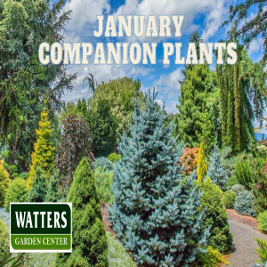 🪴 Best Companion Plants of January