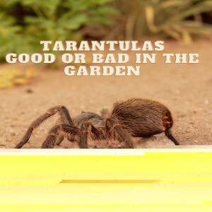 Tarantulas Good or Bad in the Garden?