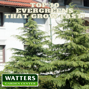 Top 10 Evergreens that Grow FAST!