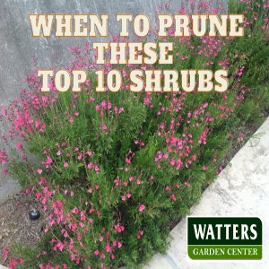 When to Prune These Top 10 Shrubs