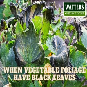When Vegetable Foliage Have Black Leaves