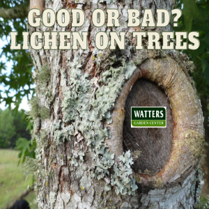 Is Lichen Good or Bad for Trees