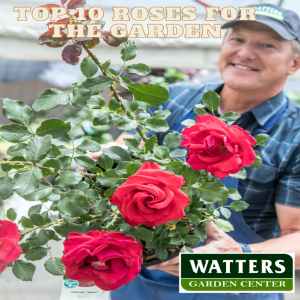 Top 10 Roses for the Gardens