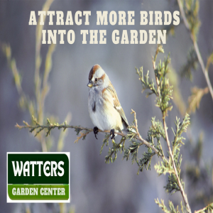 🐦 How to Attract More Birds into the Garden