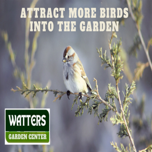 Attract More Birds into the Garden