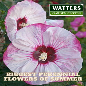 The Biggest Perennial Flowers of Summer