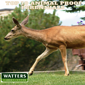Animal Proof Your Gardens from Deer, Javelina and Rabbits