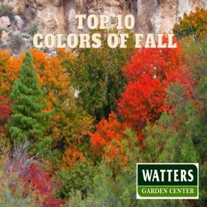 Top 10 Colors of Fall