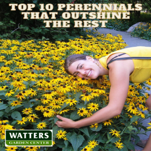 Top 10 Perennials that Outshine the Rest