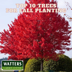 Top 10 Trees for Fall Planting