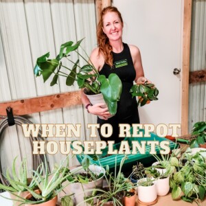 🪴 How and When to Repot Houseplants🪴