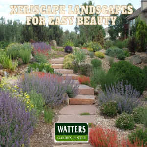 Xeriscape Landscapes for Easy Beauty