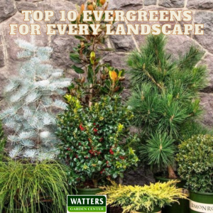 Top 10 Evergreens for Every Landscape