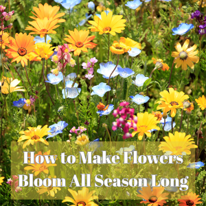🌻How to Make Flowers Bloom All Season Long