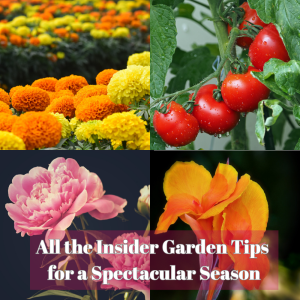🎙️Welcome to Episode 25 – 20 of The Mountain Gardener Podcast with Ken and Lisa Lain!