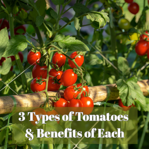 🍅 The 3 Types of Tomatoes and Benefits of Each