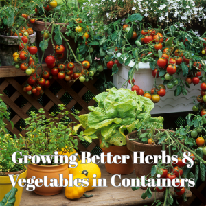 🌶️ Growing Better Herbs & Vegetables in Containers