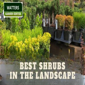Best Mountains Shrubs in the Southwest